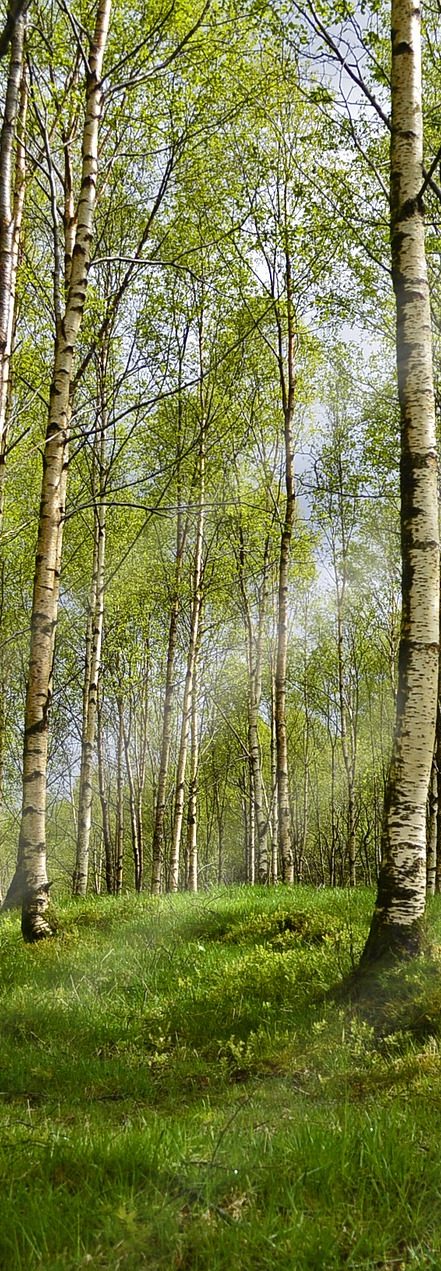 Integrative Somatic Therapy in New Orleans| Treating Trauma, Anxiety, Body Image Integrative Somatic Therapy in New Orleans| Treating Trauma, Anxiety, Body Image