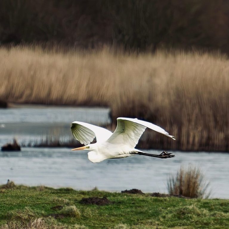 Integrative Somatic Trauma Therapy in New Orleans| Restore and Repair Relationship with Yourself, Your Body, and Your Nervous System Integrative Somatic Trauma Therapy in New Orleans| Restore and Repair Relationship with Yourself, Your Body, and Your Nervous System